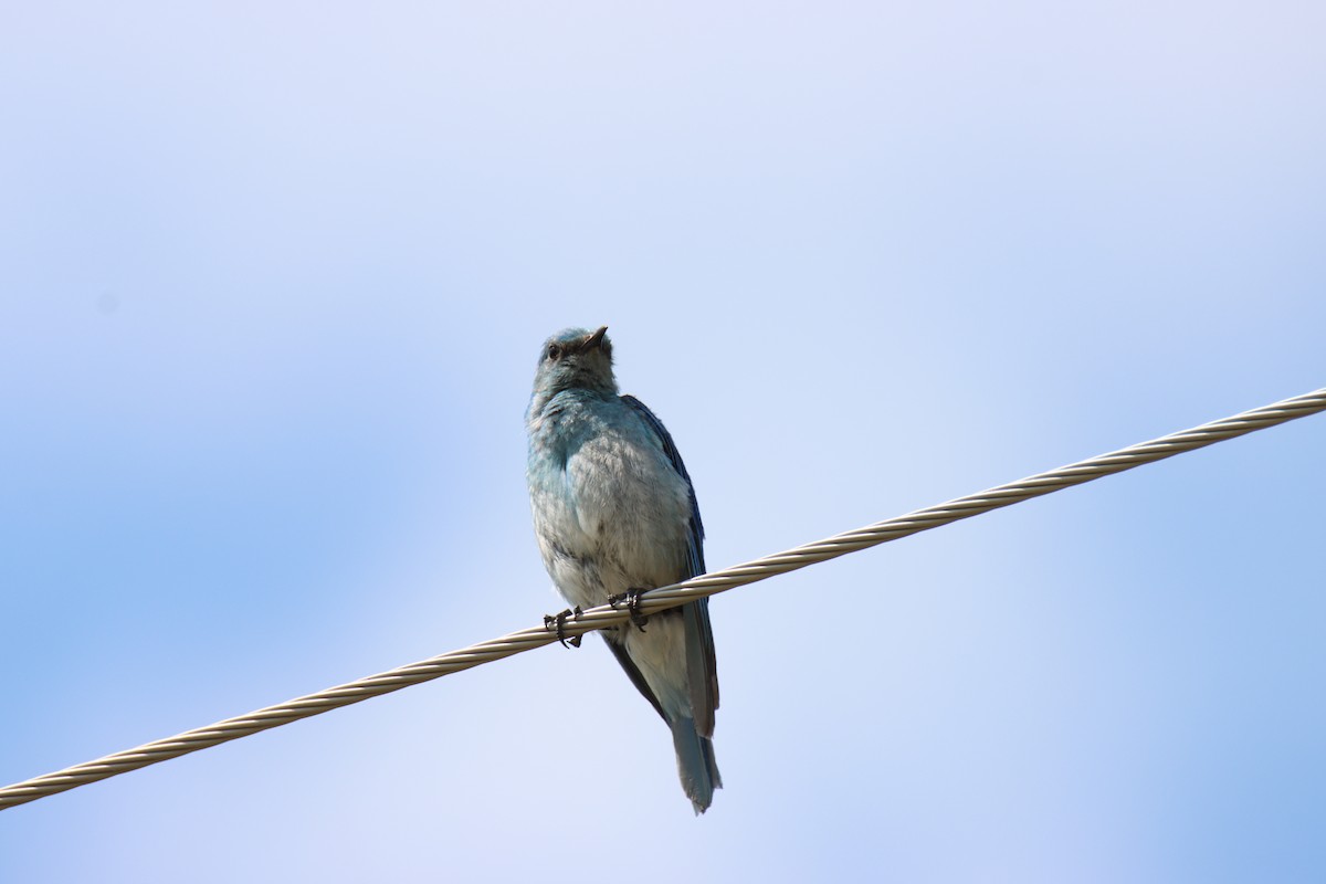 Mountain Bluebird - ML621216341