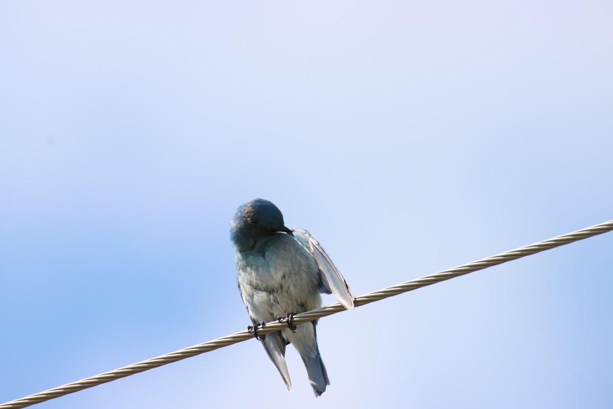 Mountain Bluebird - ML621216342