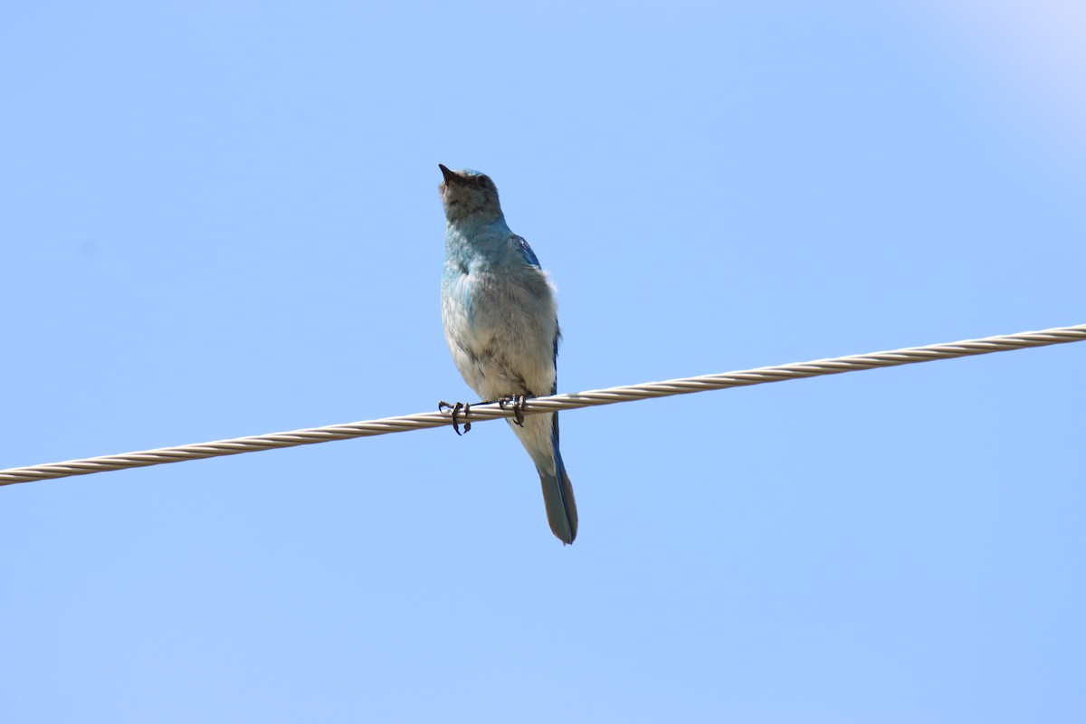 Mountain Bluebird - ML621216343
