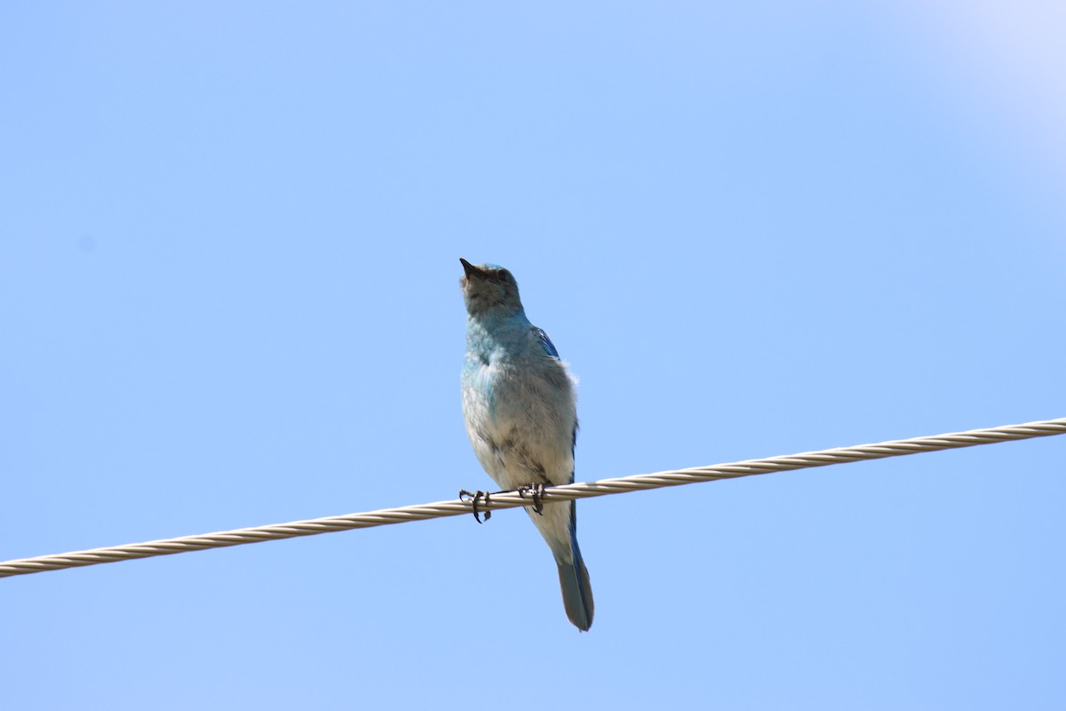 Mountain Bluebird - ML621216344