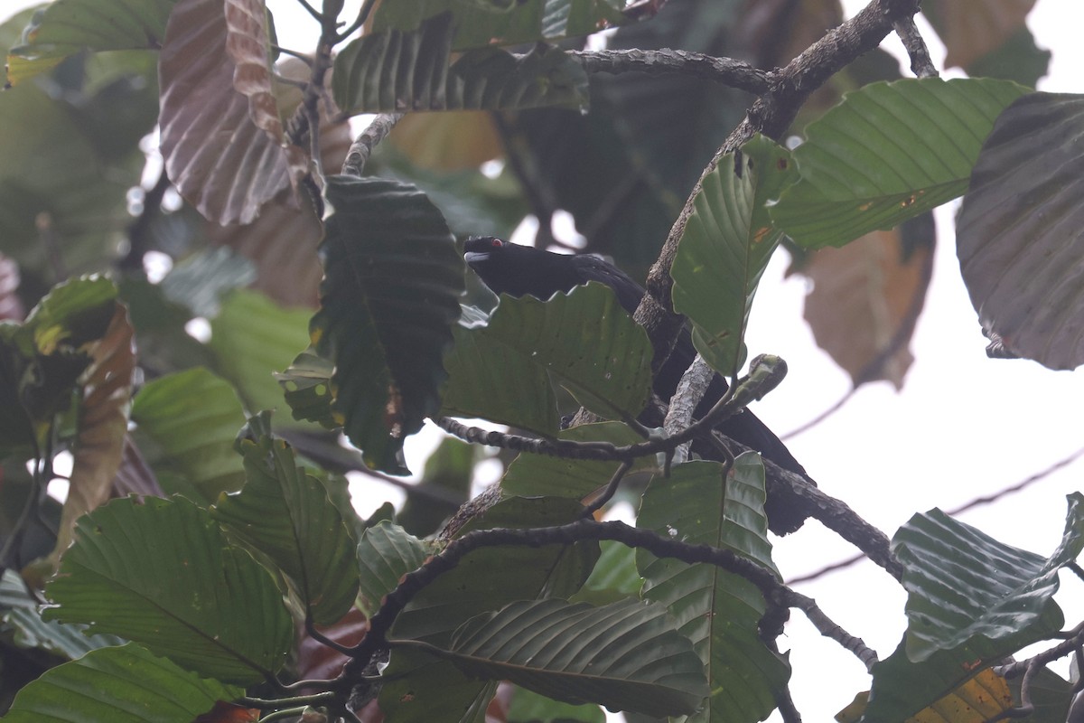 Black Magpie (Bornean) - ML621216423
