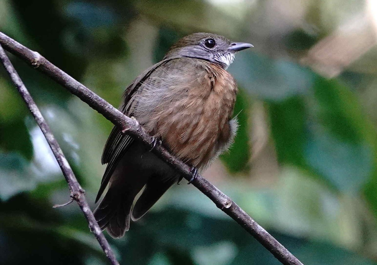 Orange-crowned Manakin - ML621216477