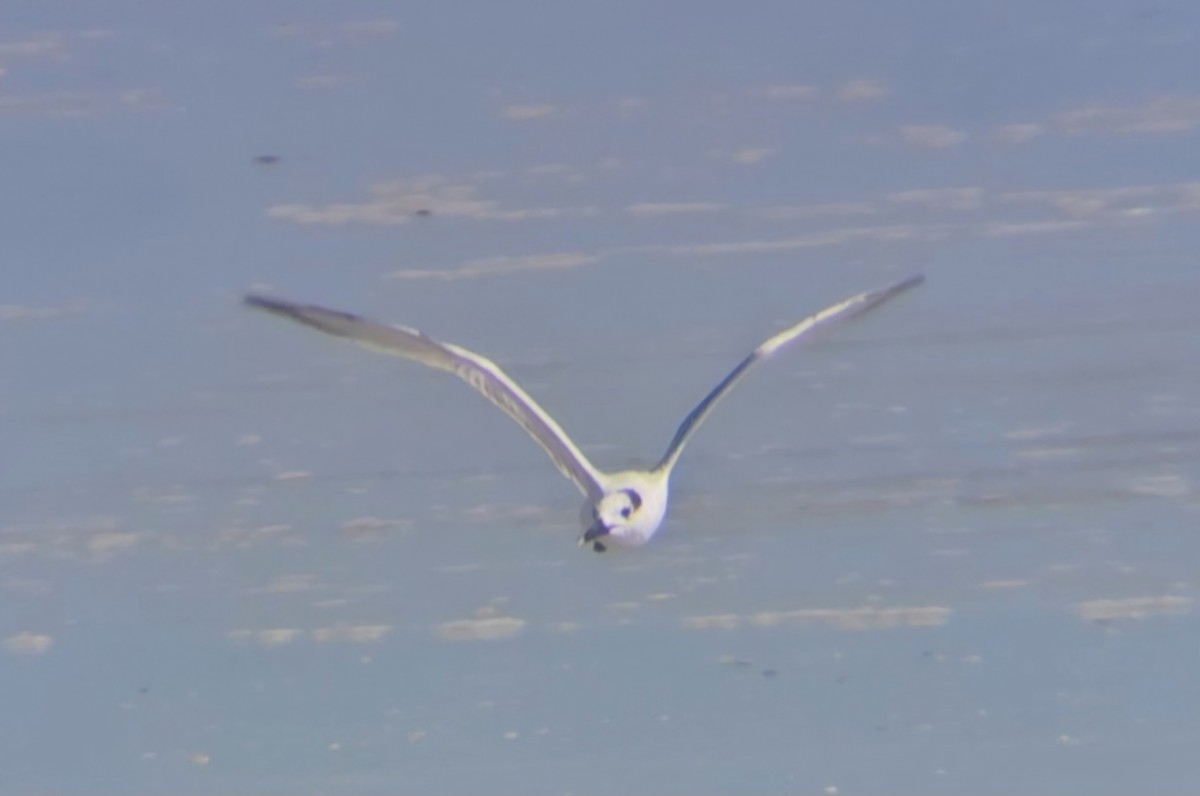 Sandwich Tern - ML621216545