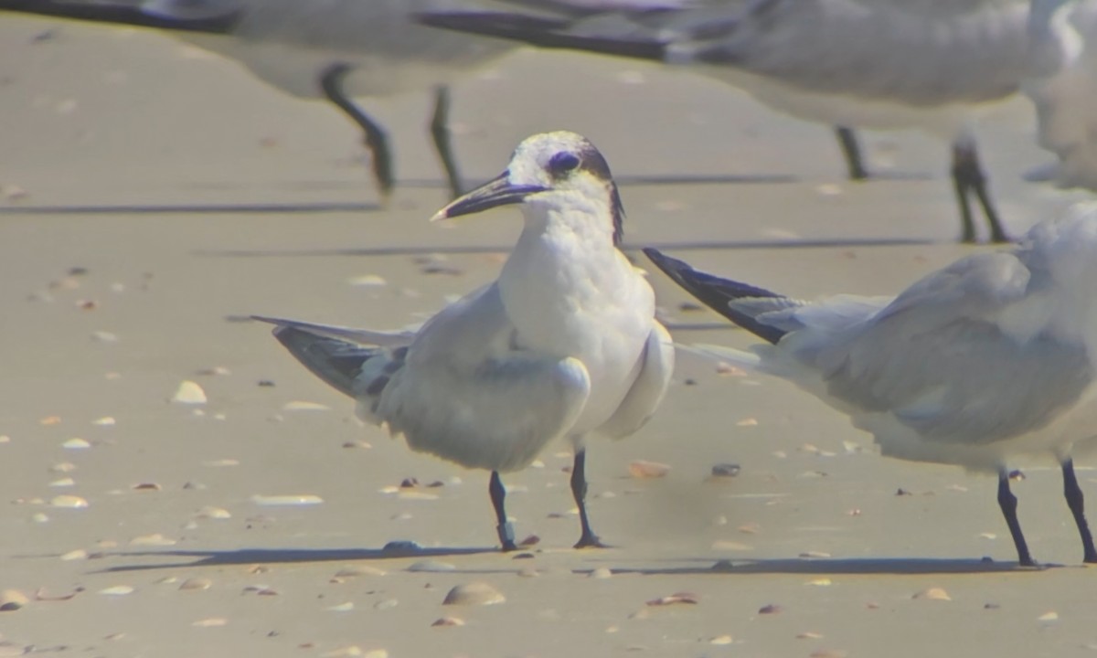 Sandwich Tern - ML621216546