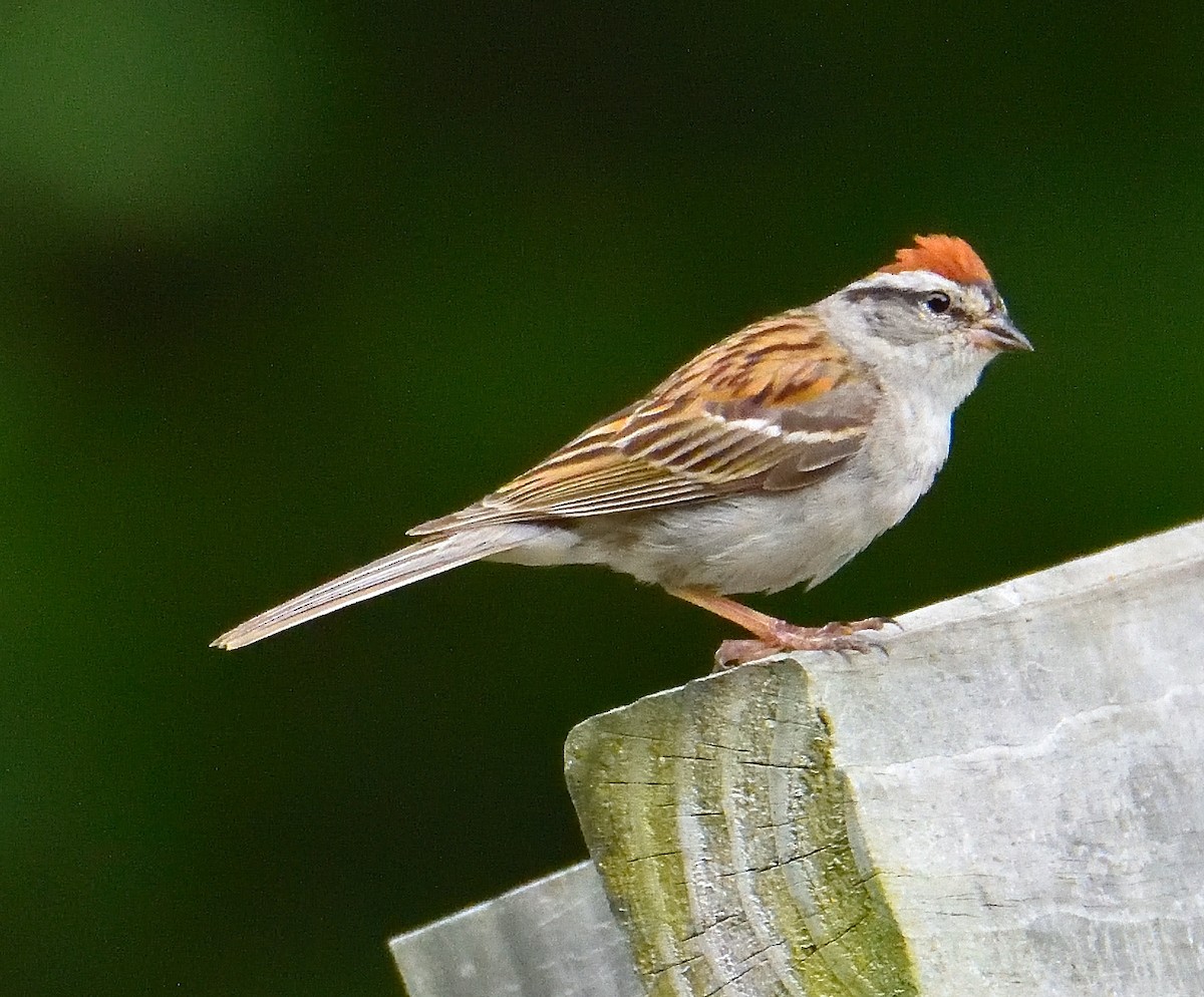 Chipping Sparrow - ML621216558