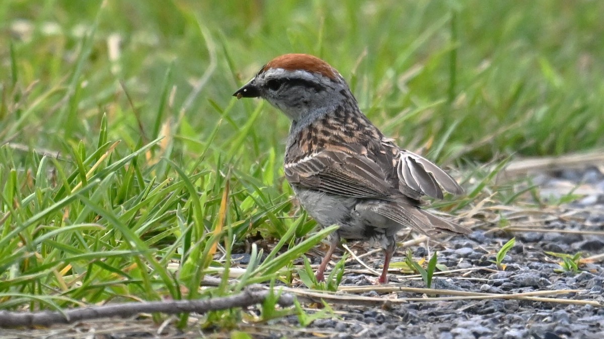 Chipping Sparrow - ML621216592