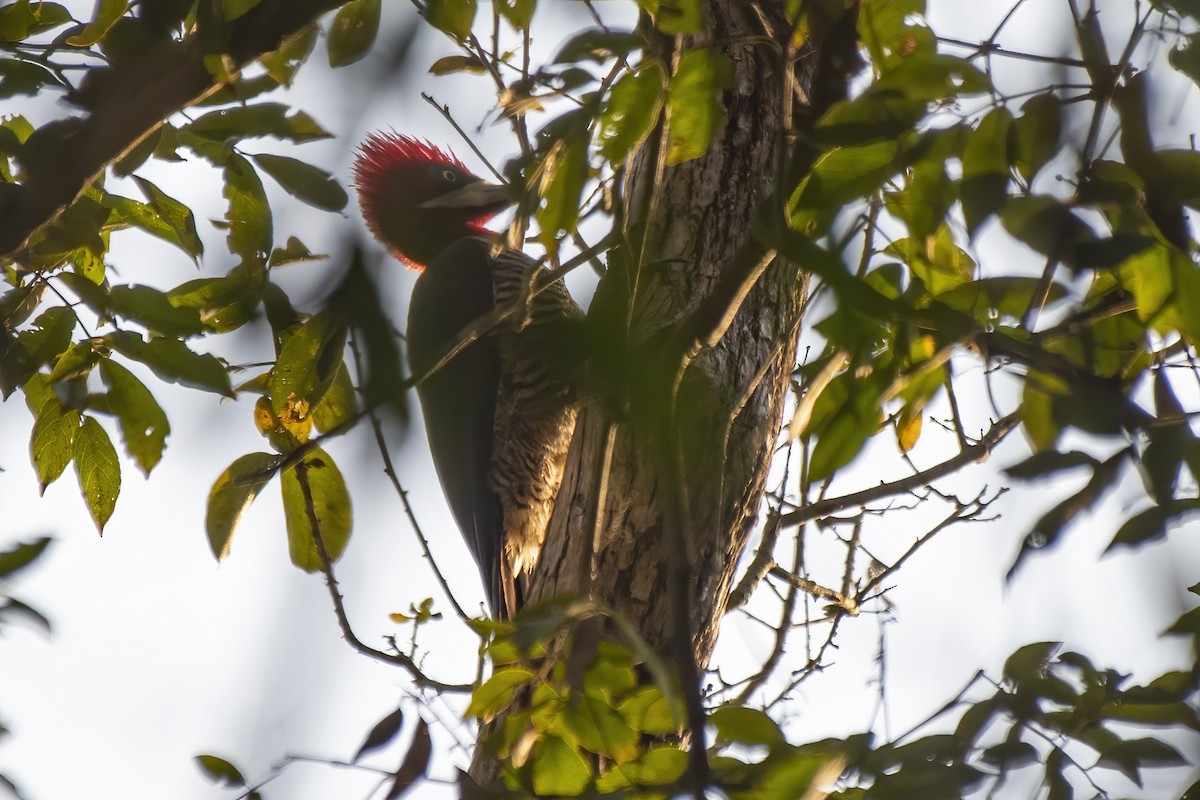 Crimson-crested Woodpecker - ML621216602