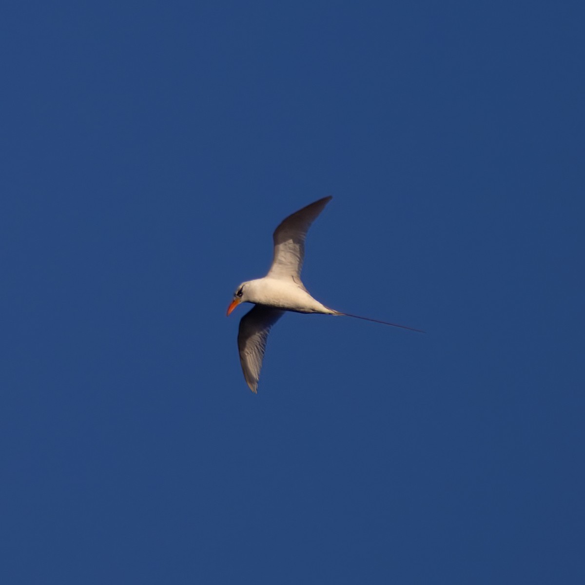 Red-tailed Tropicbird - ML621216605
