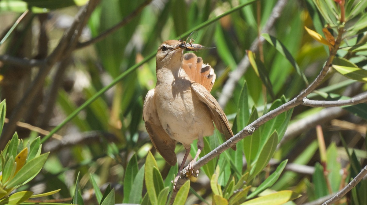 Rufous-tailed Scrub-Robin - Jose Paulo Monteiro