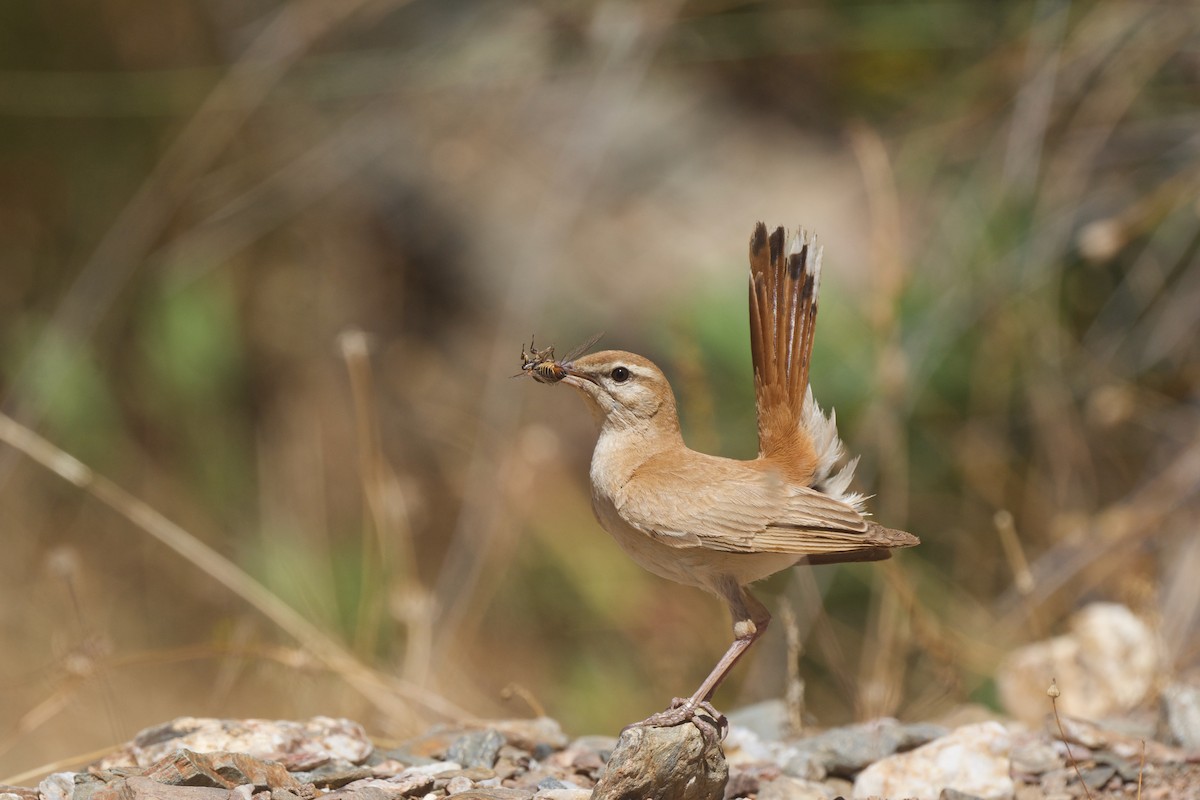 Rufous-tailed Scrub-Robin - ML621216639