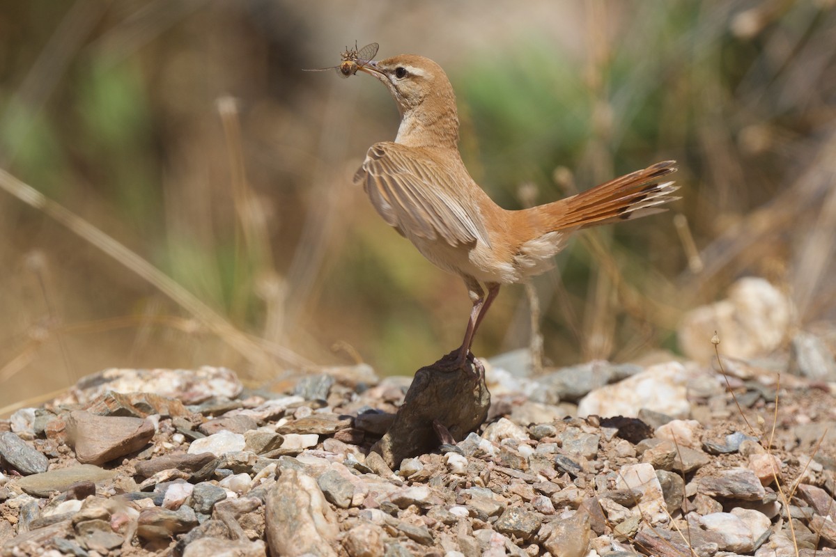 Rufous-tailed Scrub-Robin - ML621216644