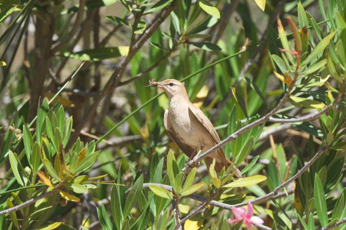 Rufous-tailed Scrub-Robin - ML621216646