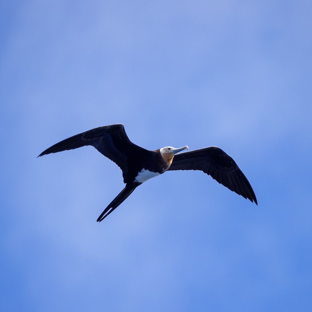 Lesser Frigatebird - ML621216656