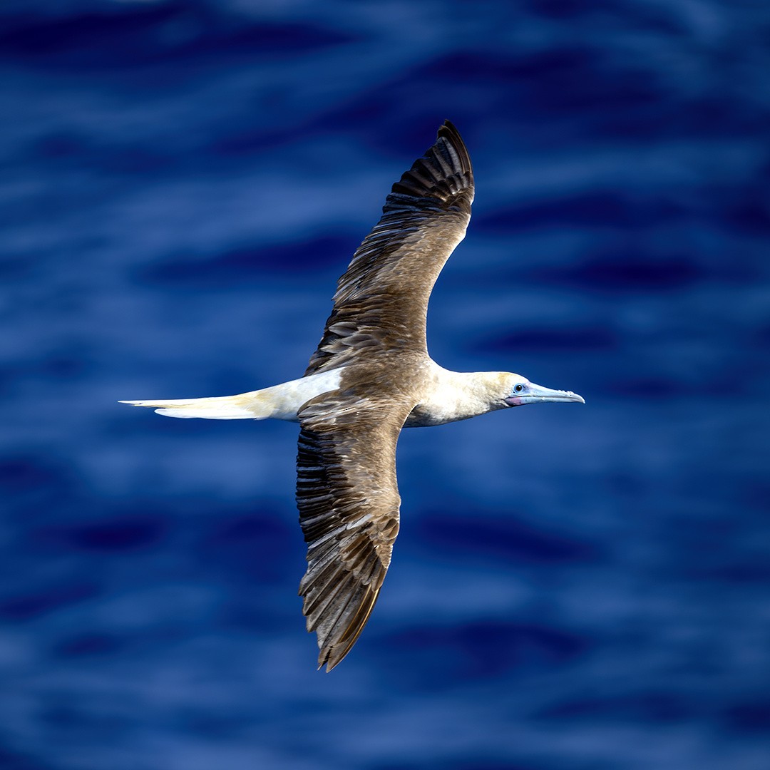 Red-footed Booby - ML621216680