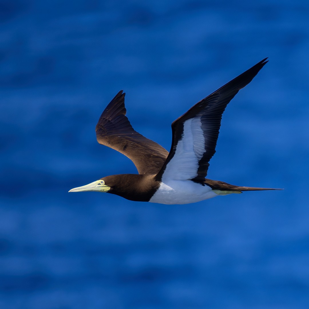 Brown Booby - ML621216691