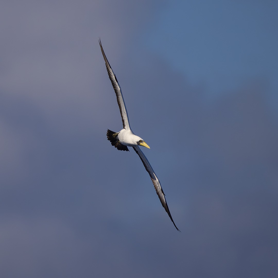 Masked Booby - ML621216704