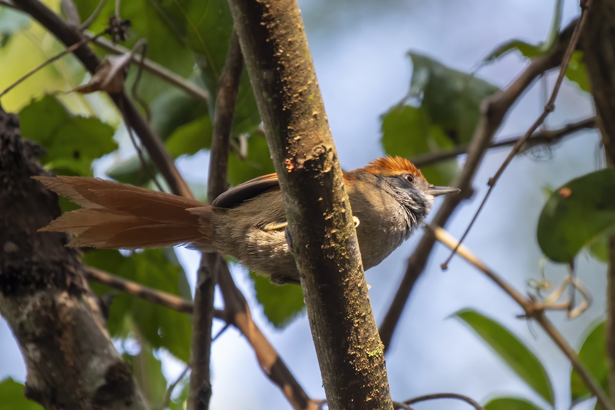Rufous-capped Spinetail - ML621216711