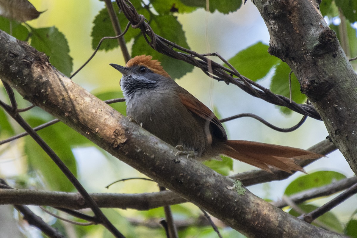 Rufous-capped Spinetail - ML621216712