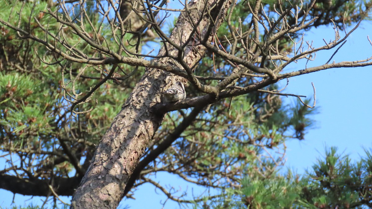 Japanese Pygmy Woodpecker - ML621216715