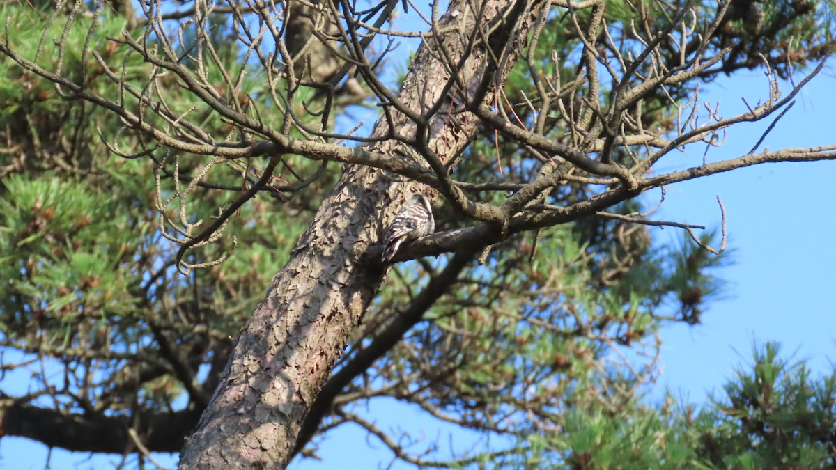 Japanese Pygmy Woodpecker - ML621216716