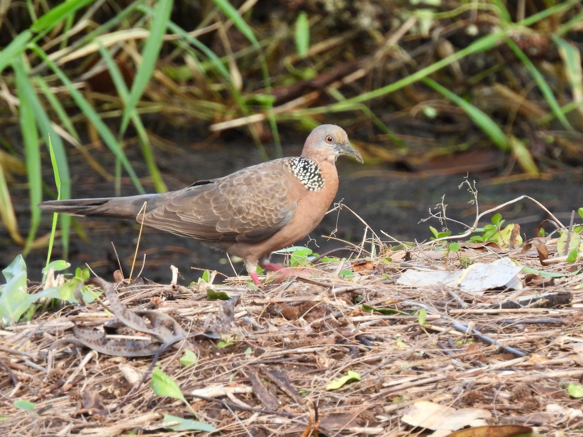Spotted Dove - ML621216843