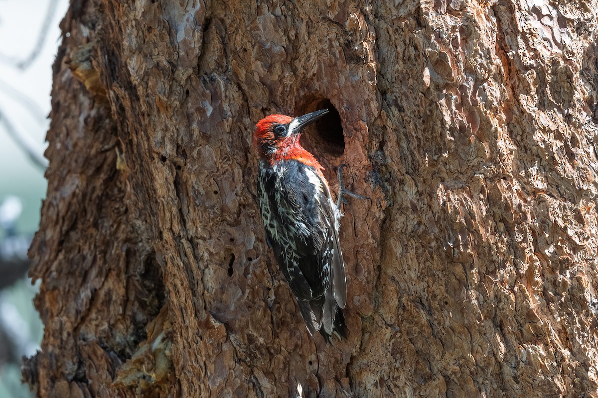 Red-breasted Sapsucker - ML621216880
