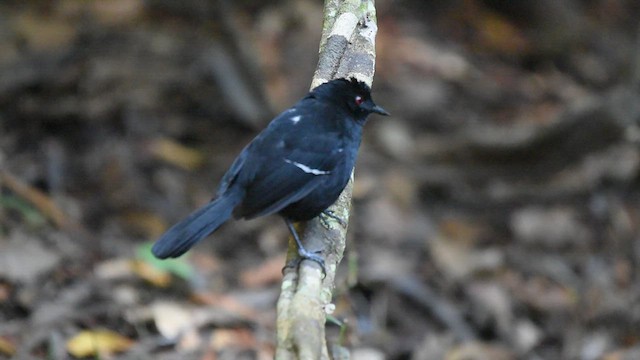 White-shouldered Fire-eye - ML621216900