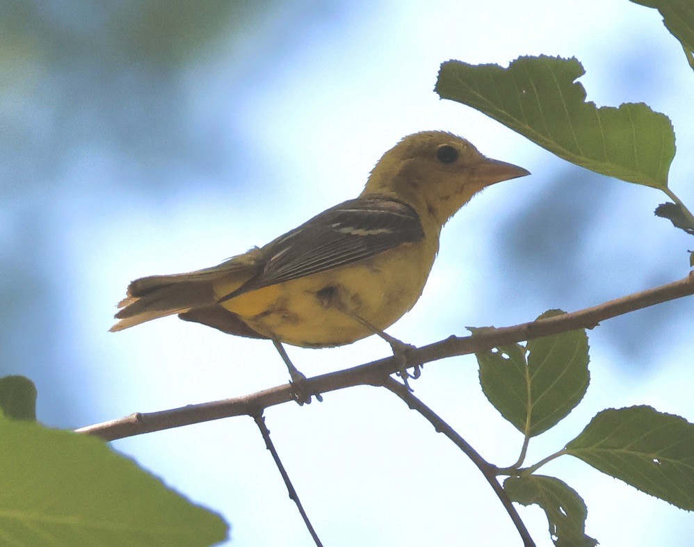 Western Tanager - ML621216911
