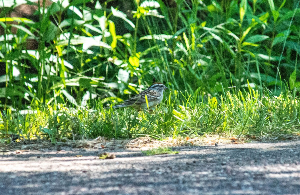 Chipping Sparrow - ML621216938