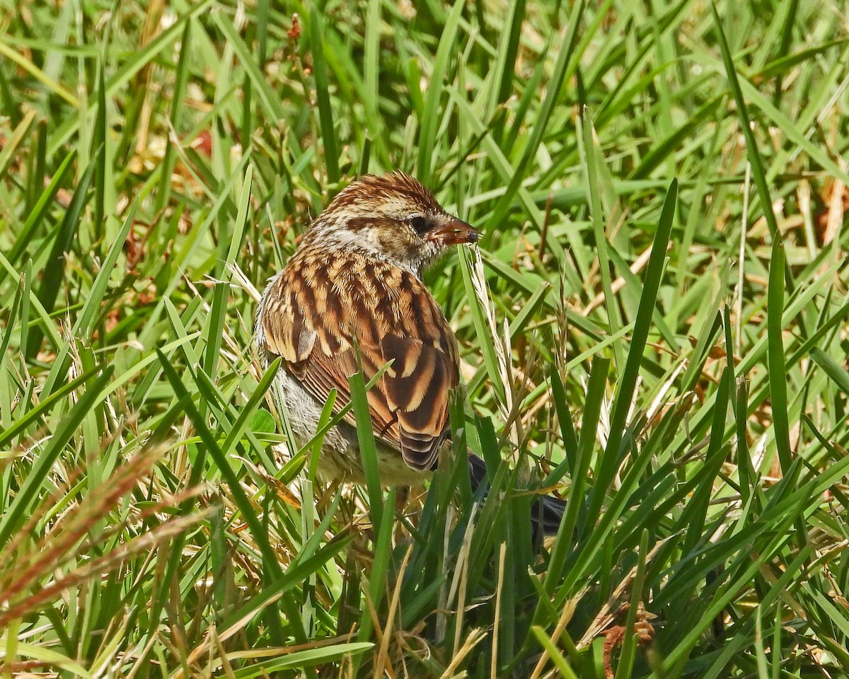 Chipping Sparrow - ML621216939