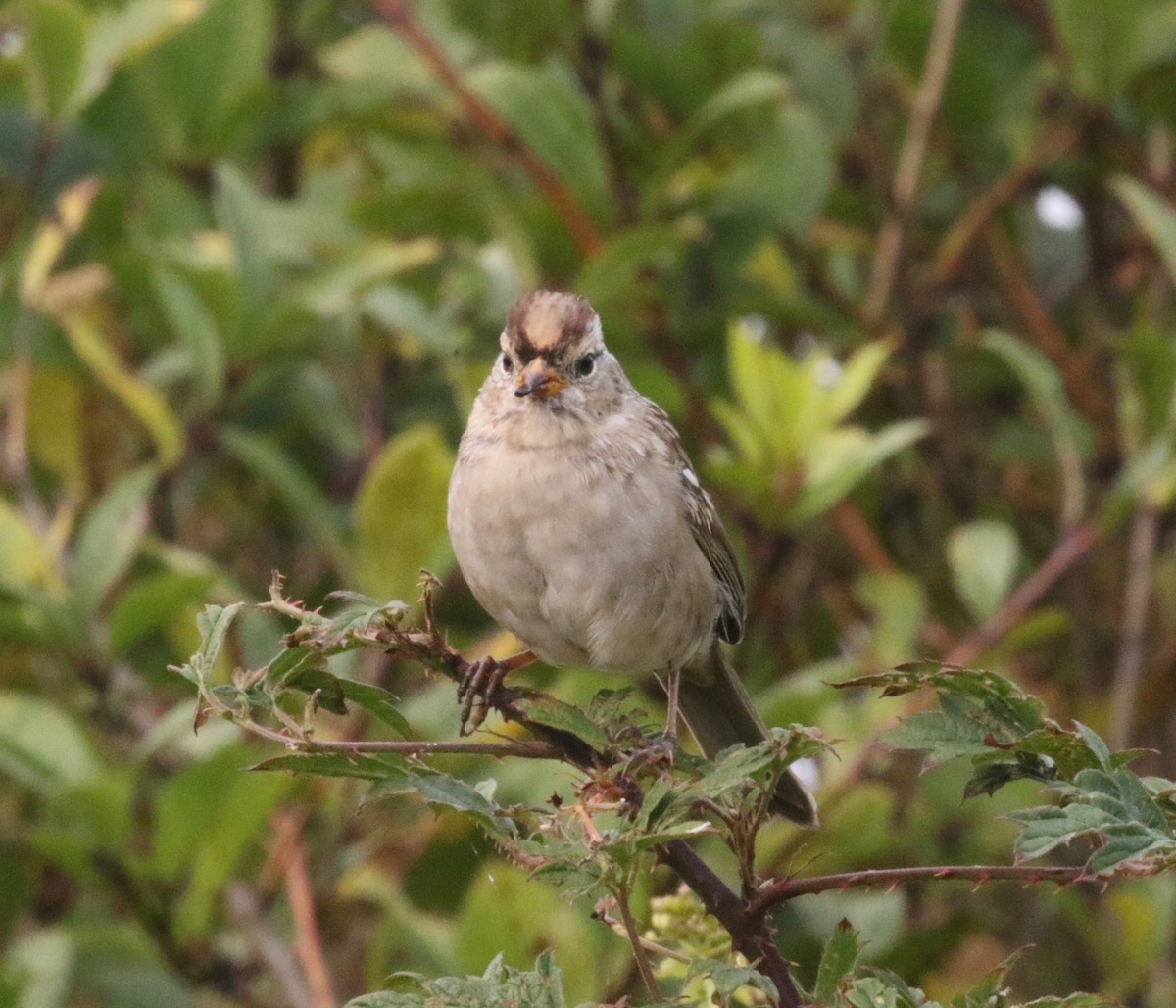 Golden-crowned Sparrow - ML621216964