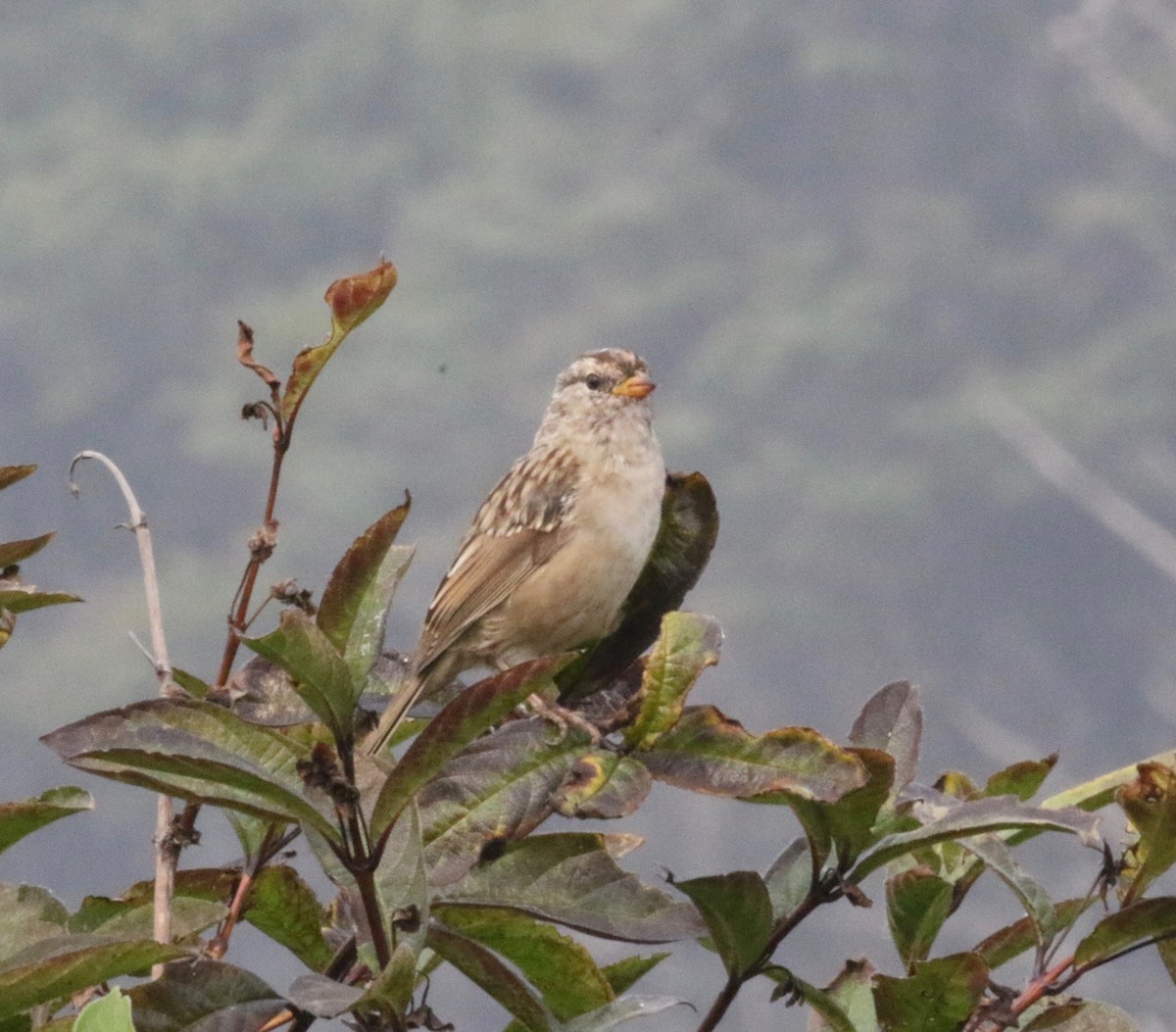 White-crowned Sparrow - ML621216970