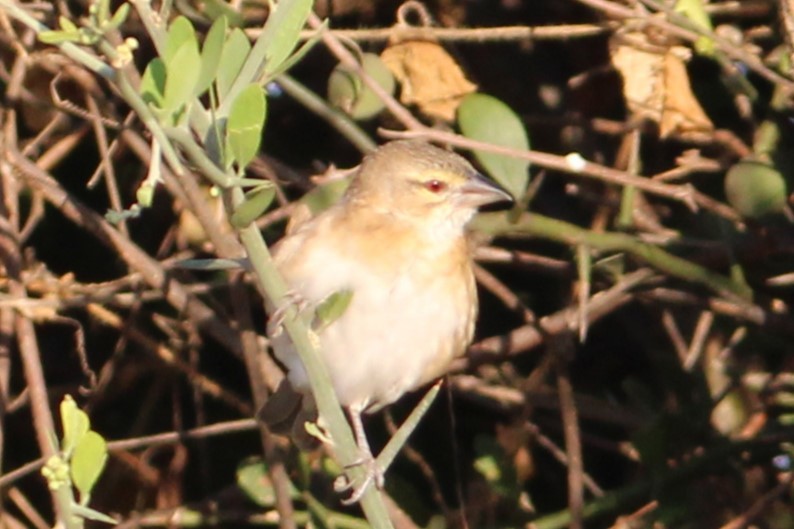 Chestnut Weaver - ML621216988