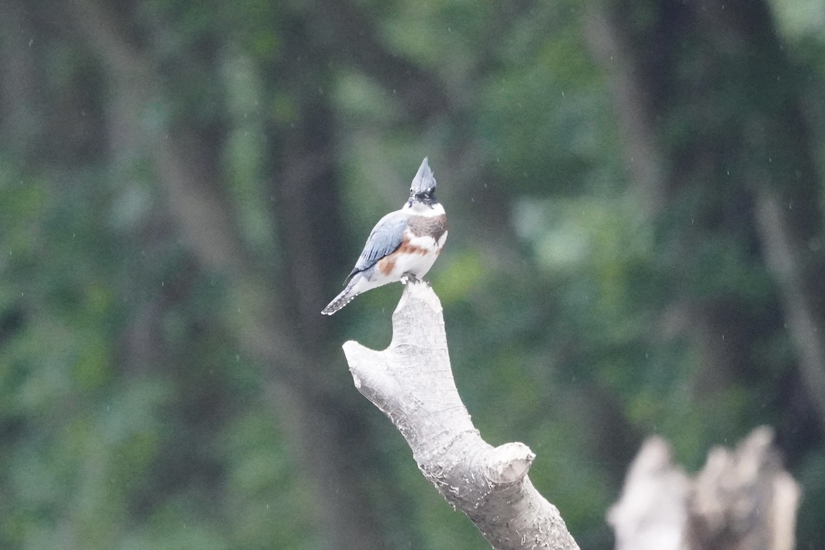 Belted Kingfisher - ML621216997