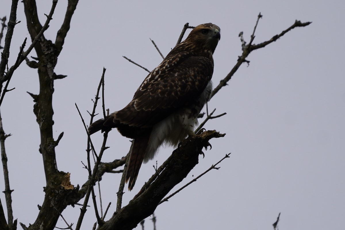 Red-tailed Hawk - ML621217001