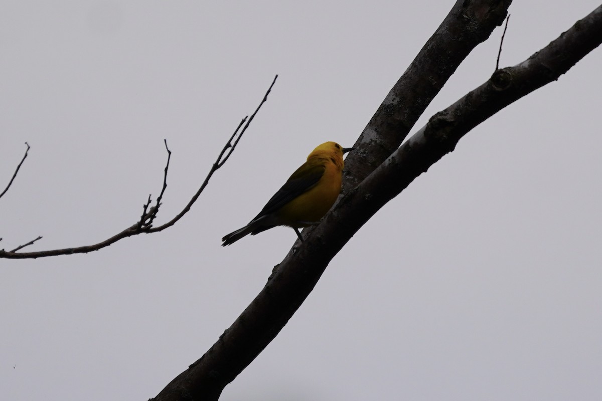 Prothonotary Warbler - ML621217006