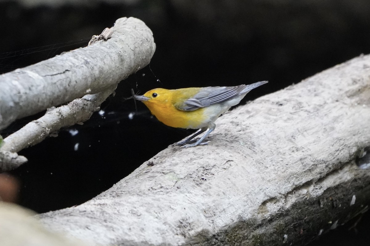 Prothonotary Warbler - ML621217007