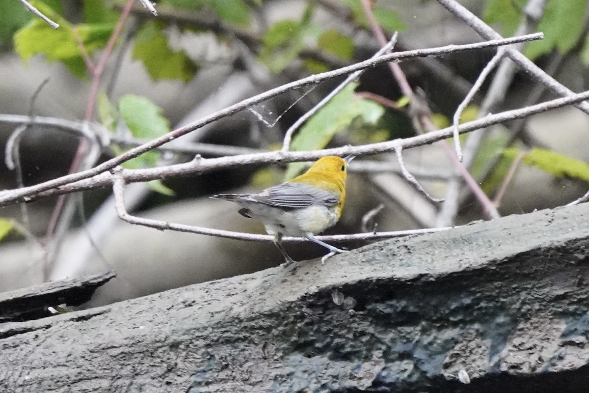 Prothonotary Warbler - ML621217008