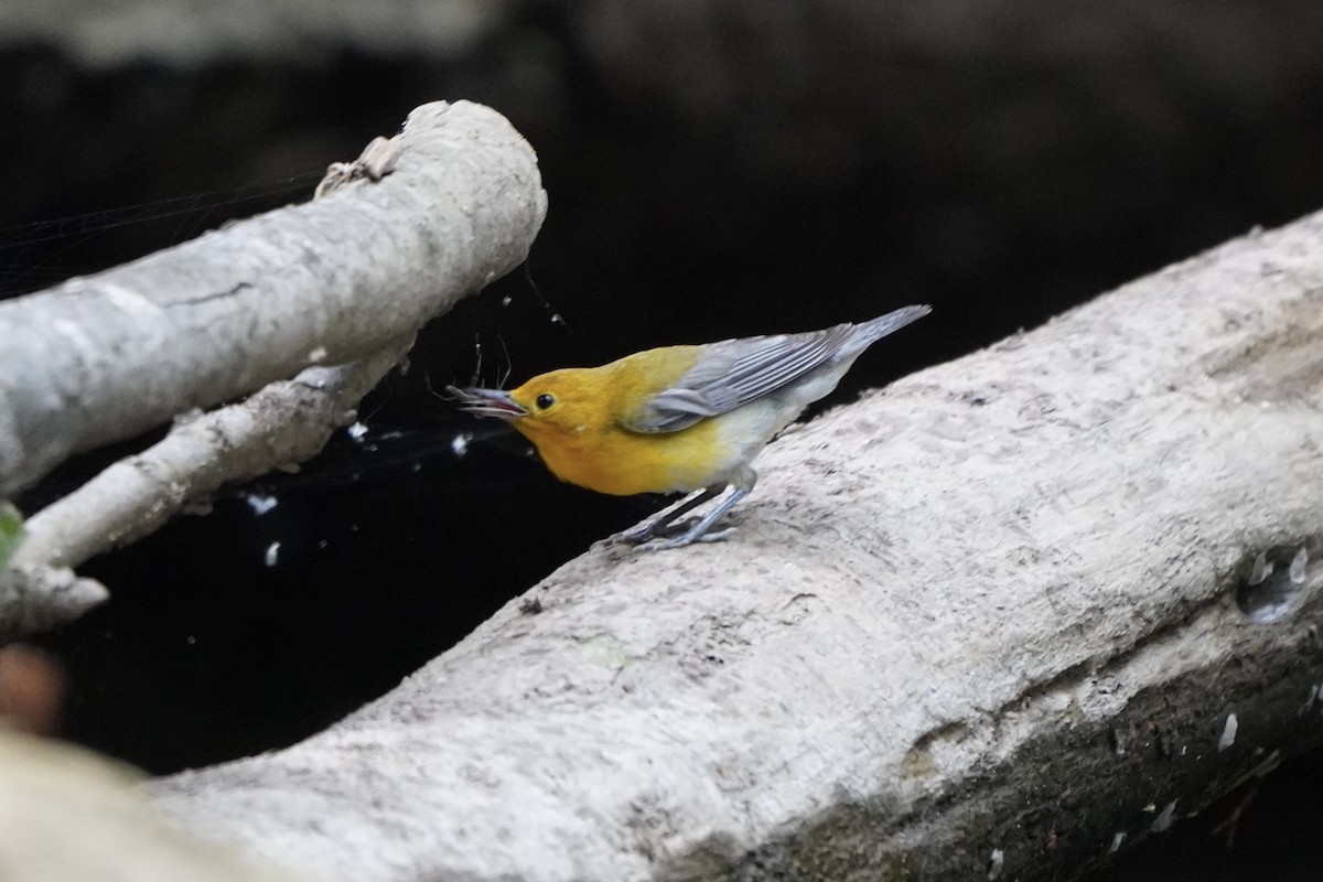 Prothonotary Warbler - ML621217009