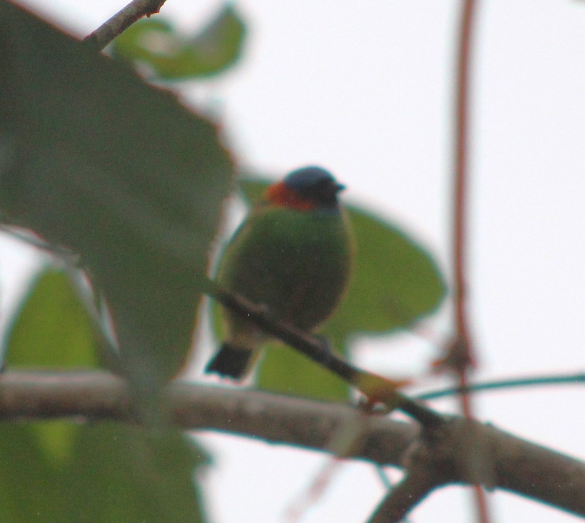 Red-necked Tanager - ML621217098