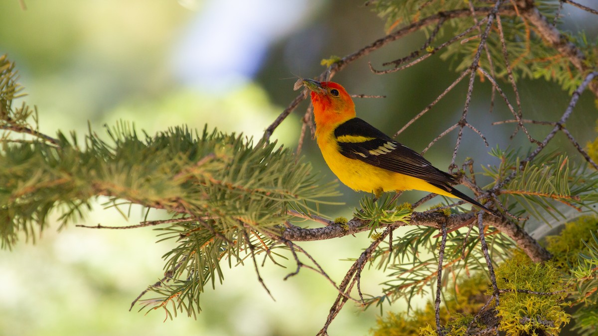 Western Tanager - ML621217101
