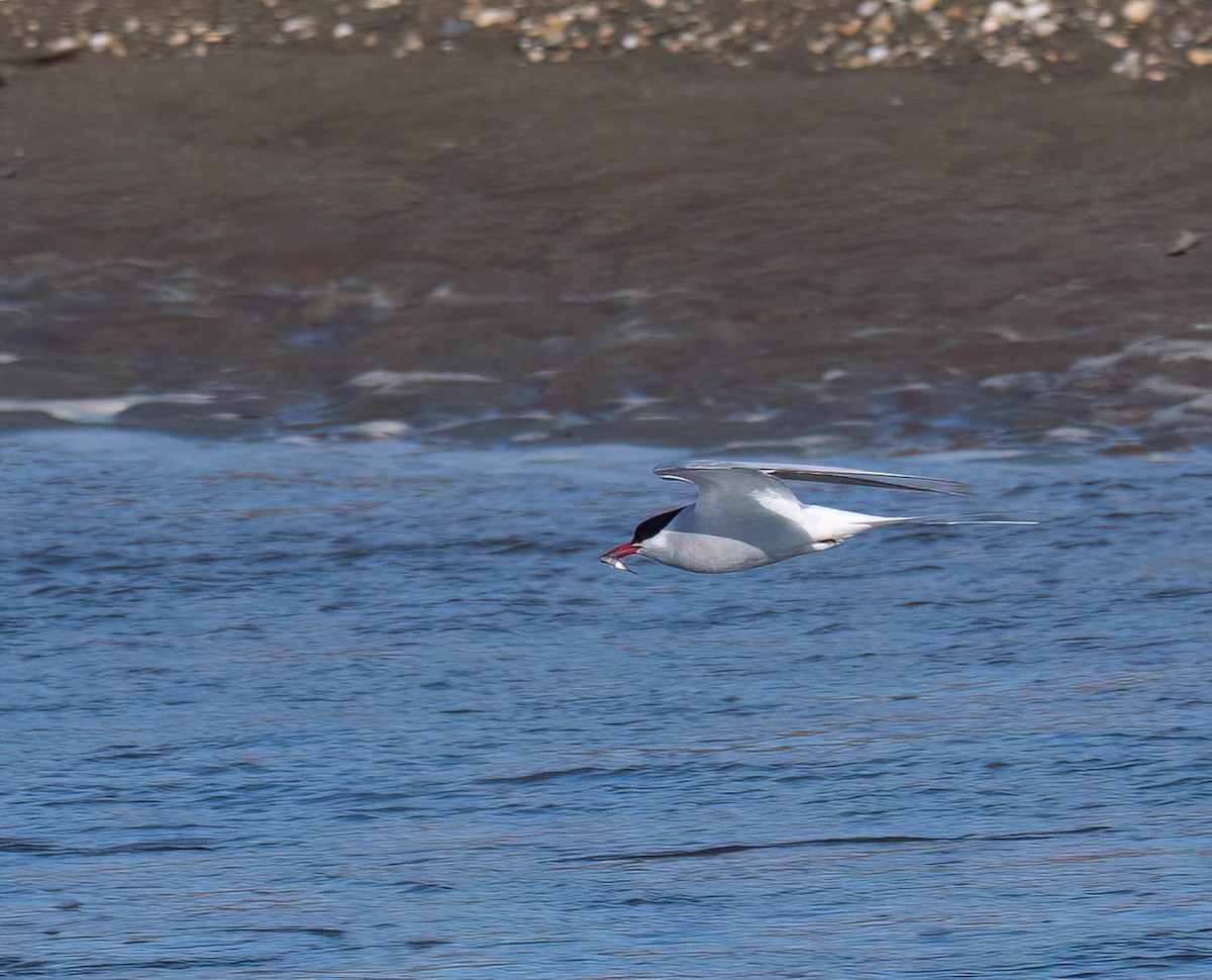 Arctic Tern - ML621217112