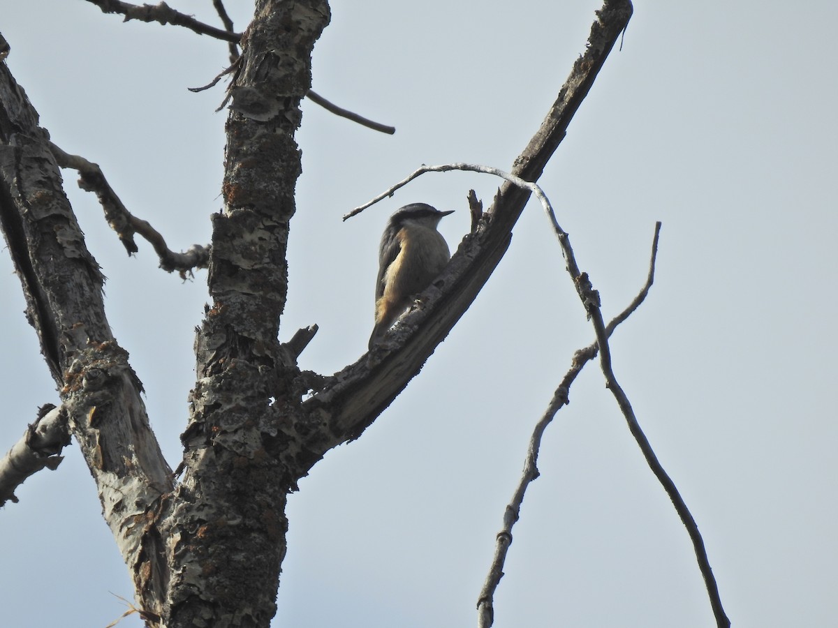 Red-breasted Nuthatch - ML621217117