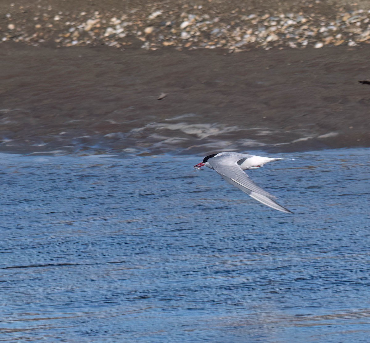 Arctic Tern - ML621217119