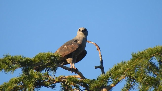 Mississippi Kite - ML621217169