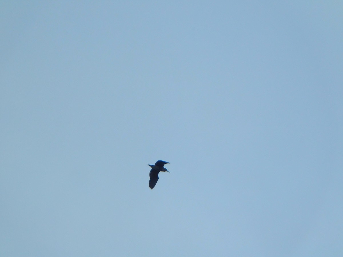 Black-crowned Night Heron - ML621217197