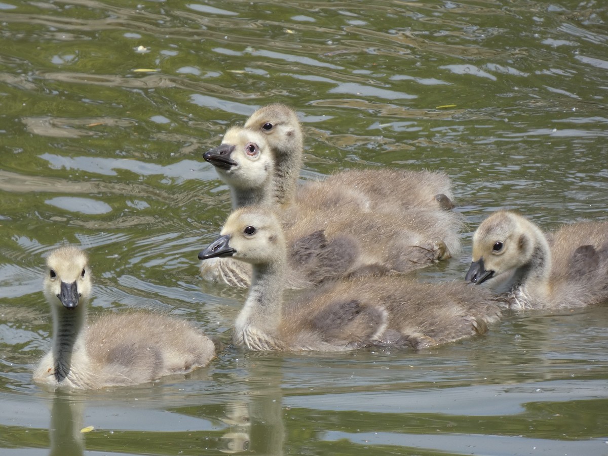 Canada Goose - ML621217208