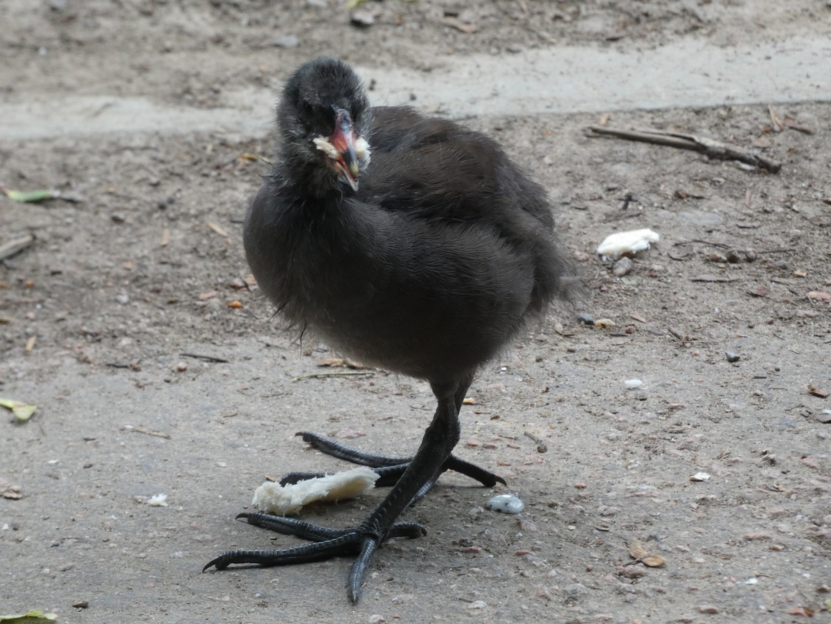 Eurasian Moorhen - James Court