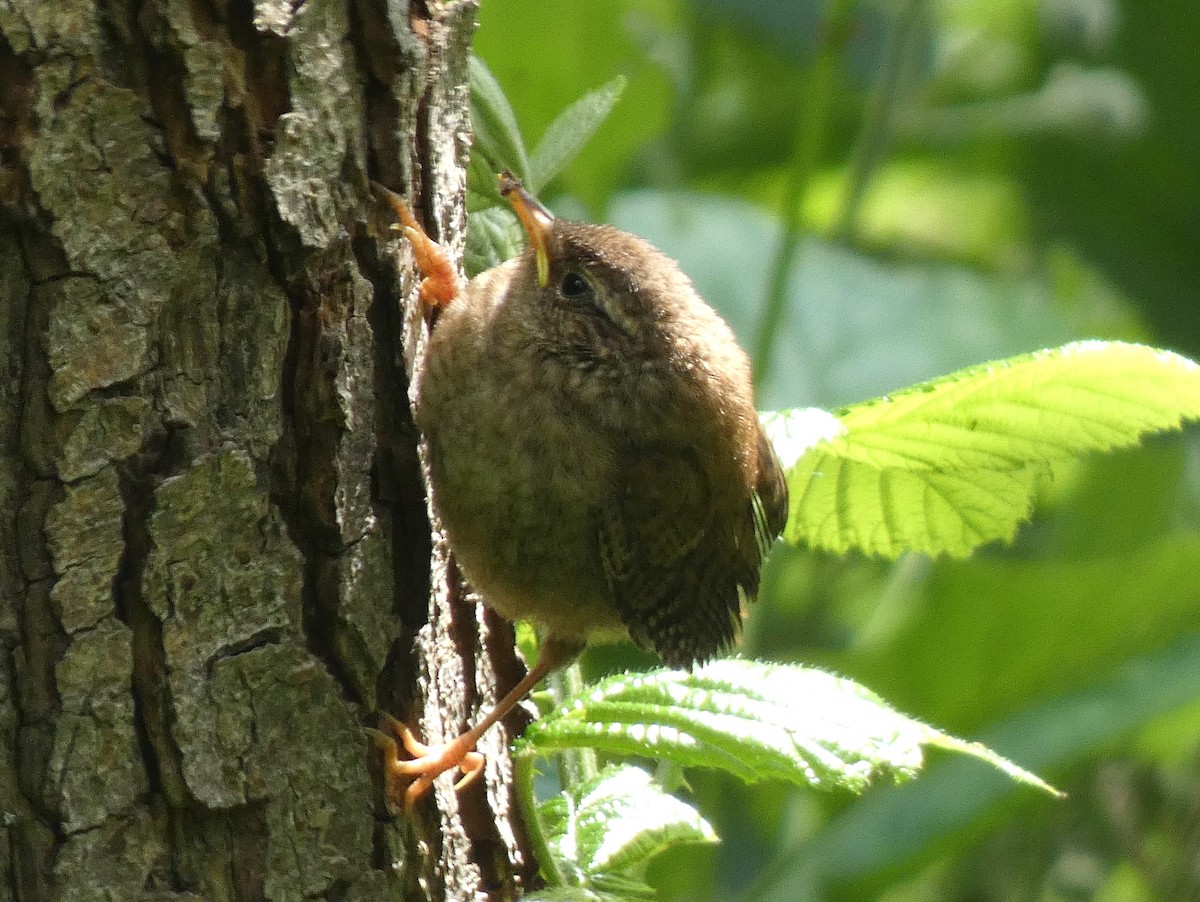 Troglodyte mignon - ML621217221