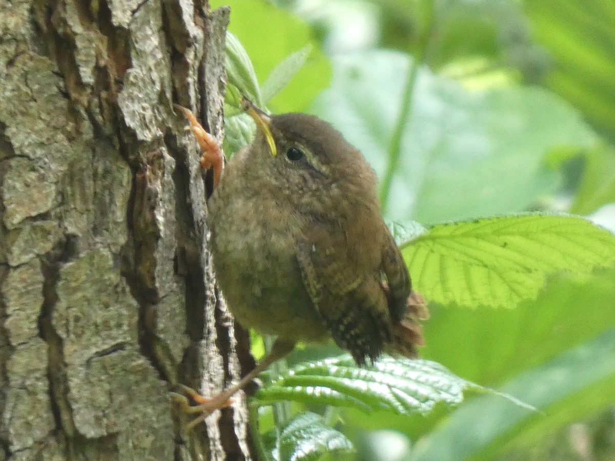 Troglodyte mignon - ML621217222